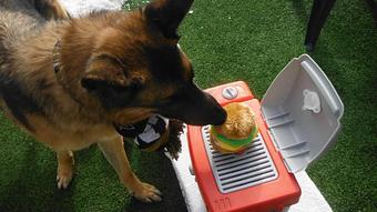 Product - Purr'n Pooch Pet Resort in Tinton Falls, NJ Pet Boarding & Grooming