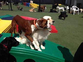 Product - Purr'n Pooch Pet Resort in Tinton Falls, NJ Pet Boarding & Grooming
