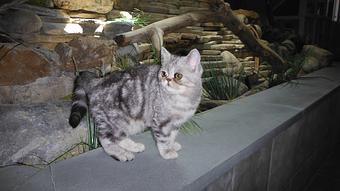 Product - Purr'n Pooch Pet Resort in Tinton Falls, NJ Pet Boarding & Grooming