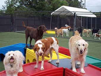 Product - Purr'n Pooch Pet Resort in Tinton Falls, NJ Pet Boarding & Grooming