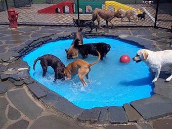 Product - Purr'n Pooch Pet Resort in Tinton Falls, NJ Pet Boarding & Grooming