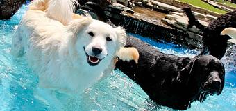 Product - Purr'n Pooch Pet Resort in Tinton Falls, NJ Pet Boarding & Grooming