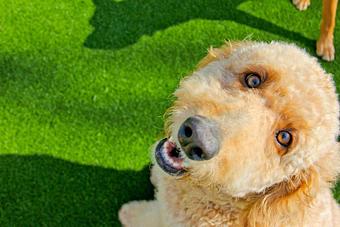 Product - Purr'n Pooch Pet Resort in Tinton Falls, NJ Pet Boarding & Grooming