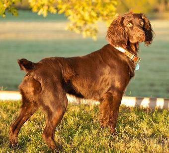 Product: Dovewood's Weber's Babe - R & D Boykins in Garwood, TX Pet Care Services