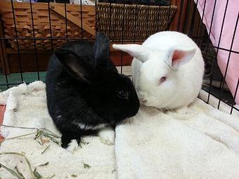 Product - RabbitEARS Pet Supply & Services in El Cerrito, CA Pet Foods Equipment & Supplies