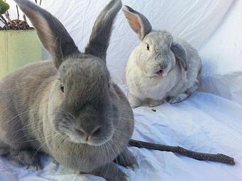 Product - RabbitEARS Pet Supply & Services in El Cerrito, CA Pet Foods Equipment & Supplies