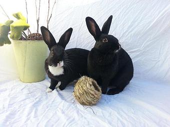 Product - RabbitEARS Pet Supply & Services in El Cerrito, CA Pet Foods Equipment & Supplies