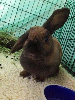 Product - RabbitEARS Pet Supply & Services in El Cerrito, CA Pet Foods Equipment & Supplies