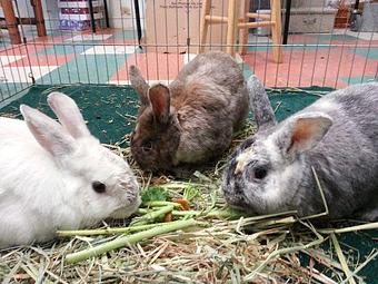 Product - RabbitEARS Pet Supply & Services in El Cerrito, CA Pet Foods Equipment & Supplies