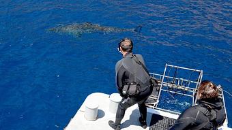 Product - Reef Seekers Dive in Beverly Hills, CA Sports & Recreational Services