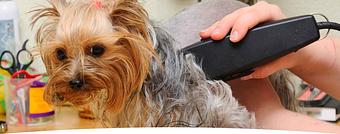 Product - Renate's Grooming & Boarding in New Braunfels, TX Pet Boarding & Grooming