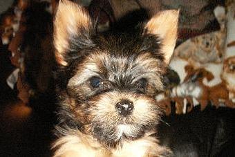 Product - Renee's Pet Grooming in Mountville, PA Pet Boarding & Grooming