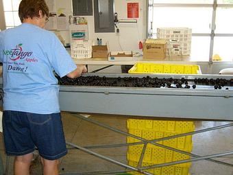 Product - Rennhack Orchards Market in Hart, MI Fruit & Vegetables