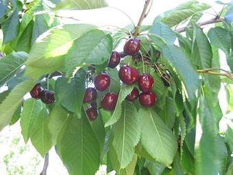 Product: Our Hudson black sweet cherries - Rennhack Orchards Market in Hart, MI Fruit & Vegetables