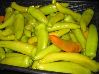 Product: Our Hungarian Hot Wax Peppers - Rennhack Orchards Market in Hart, MI Fruit & Vegetables
