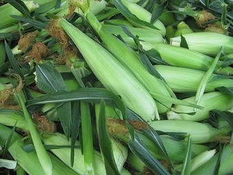Product: We pick our sweet corn fresh every morning! - Rennhack Orchards Market in Hart, MI Fruit & Vegetables