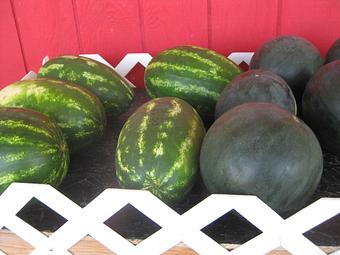 Product: Our fresh watermelon, a true summer treat! - Rennhack Orchards Market in Hart, MI Fruit & Vegetables