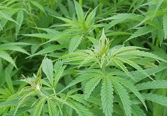 Product - Richardson Remedies in Caribou, ME Dispensaries