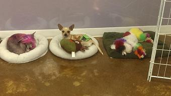 Product - Riverside Pet Grooming in Riverside, CA Pet Boarding & Grooming