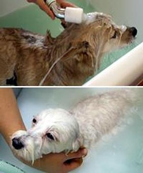 Product - Riverside Pet Grooming in Riverside, CA Pet Boarding & Grooming