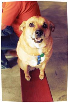 Product: We love well-behaved dogs on our patios! - Rocky’s Hot Chicken Shack in Asheville, NC American Restaurants
