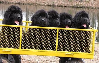 Product - Rowens Kennels in Brighton, IL Pet Boarding & Grooming