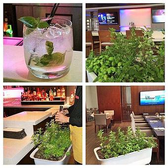 Product: Be sure to ask your bartender to check out our in-house herb garden! - Runway in Woodland Hills / Warner Center - Woodland Hills, CA American Restaurants