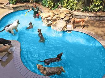 Product - Safari Pet Resort in Murfreesboro, TN Pet Boarding & Grooming