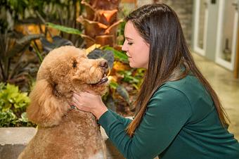 Product - Safari Pet Resort in Murfreesboro, TN Pet Boarding & Grooming