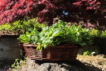 Product: Garden Fresh - Mint Chip ice cream - San Francisco's Hometown Creamery in Inner Sunset - San Francisco, CA Dessert Restaurants