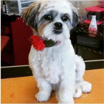 Product - Scissors n Sudzs Pet Salon in Farmington, NM Pet Boarding & Grooming