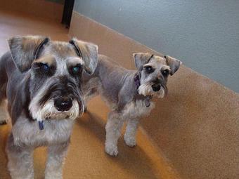 Product - Second Home Pet Resort in Phoenix, AZ Pet Boarding & Grooming
