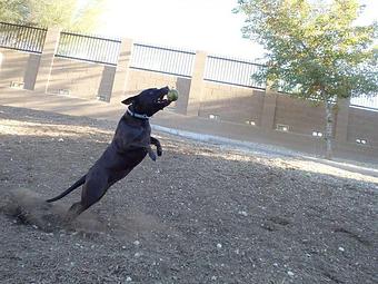 Product - Second Home Pet Resort in Phoenix, AZ Pet Boarding & Grooming