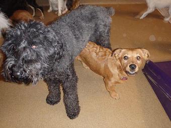 Product - Second Home Pet Resort in Phoenix, AZ Pet Boarding & Grooming