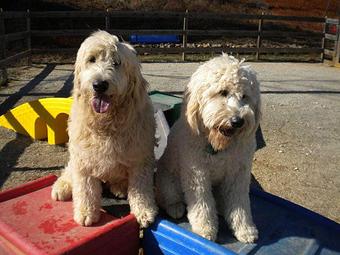 Product - Shady Mountain Pet Retreat in Amherst, VA Pet Boarding & Grooming