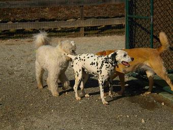 Product - Shady Mountain Pet Retreat in Amherst, VA Pet Boarding & Grooming