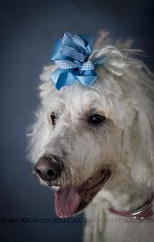 Product - Shake Dog Salon in Indianapolis, IN Pet Boarding & Grooming