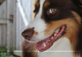 Product - Shake Dog Salon in Indianapolis, IN Pet Boarding & Grooming