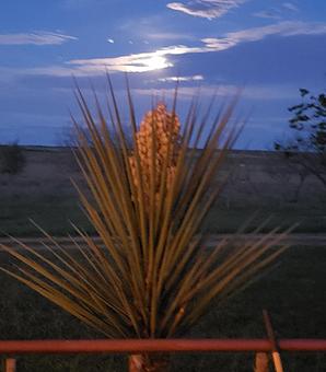 Product - Shana Smith in San Angelo, TX Bakeries