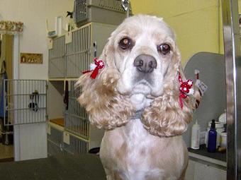 Product - Shear Delight Pet Grooming in Warren, MI Pet Boarding & Grooming
