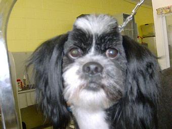 Product - Shear Delight Pet Grooming in Warren, MI Pet Boarding & Grooming