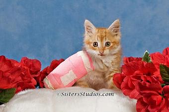 Product - Sisters Studios Photography in Mandeville, LA Misc Photographers
