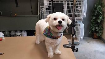 Product - Sit Bark and Relax in Clinton, TN Pet Care Services