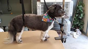 Product - Sit Bark and Relax in Clinton, TN Pet Care Services