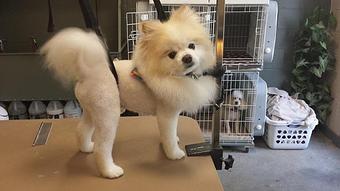 Product - Sit Bark and Relax in Clinton, TN Pet Care Services