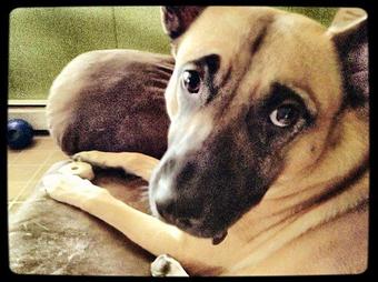 Product - Sit Means Sit Dog Training in Minneapolis, MN Animal Training