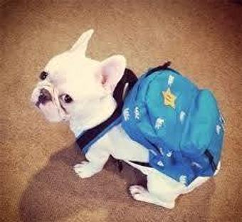 Product - Sit Means Sit Dog Training in Minneapolis, MN Animal Training