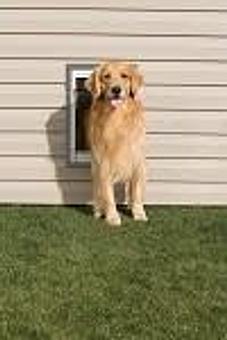Product - Sit Means Sit Dog Training in Minneapolis, MN Animal Training
