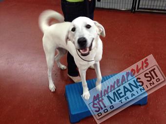 Product - Sit Means Sit Dog Training in Minneapolis, MN Animal Training