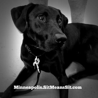 Product - Sit Means Sit Dog Training in Minneapolis, MN Animal Training